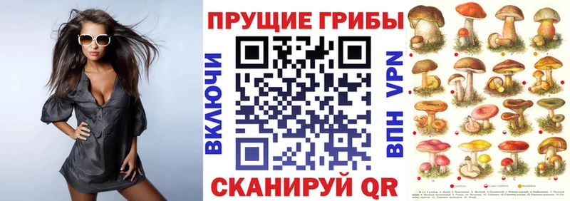 Псилоцибиновые грибы Psilocybe  Навашино 